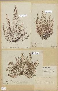 spécimen de Laurencia obtusa