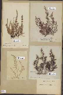 spécimen de Laurencia obtusa