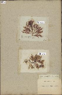 spécimen de Laurencia obtusa