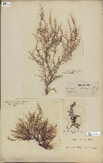spécimen de Laurencia obtusa