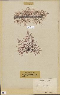 spécimen de Laurencia obtusa