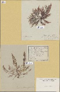 spécimen de Laurencia obtusa