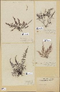 spécimen de Laurencia obtusa
