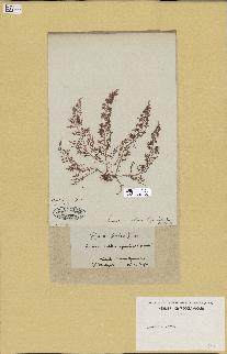 spécimen de Laurencia obtusa