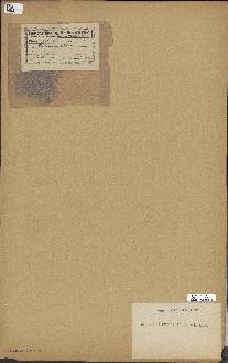spécimen de Laurencia obtusa
