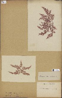 spécimen de Laurencia obtusa