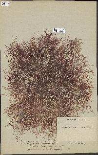 spécimen de Laurencia obtusa