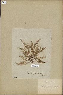 spécimen de Laurencia obtusa