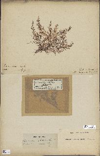 spécimen de Laurencia obtusa