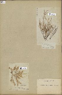 spécimen de Laurencia obtusa