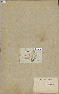 spécimen de Laurencia obtusa