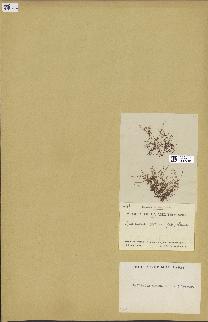 spécimen de Laurencia obtusa