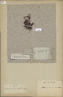 spécimen de Laurencia pinnatifida