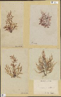 spécimen de Laurencia obtusa