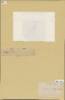 spécimen de Laurencia obtusa