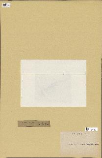 spécimen de Laurencia obtusa