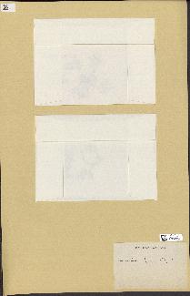 spécimen de Laurencia pinnatifida