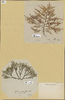 spécimen de Laurencia pinnatifida