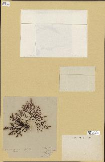 spécimen de Laurencia pinnatifida