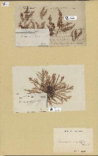 spécimen de Laurencia pinnatifida