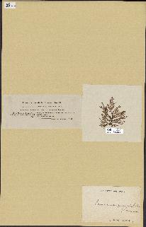 spécimen de Laurencia pinnatifida