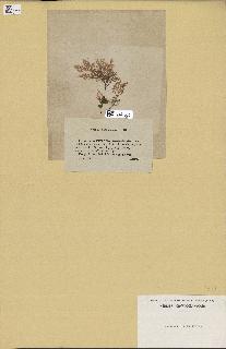 spécimen de Laurencia pinnatifida