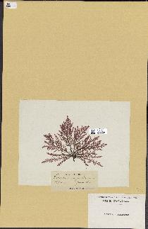 spécimen de Laurencia pinnatifida