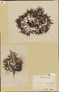 spécimen de Laurencia pinnatifida