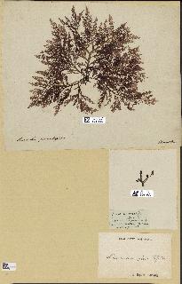 spécimen de Laurencia pinnatifida