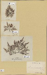 spécimen de Laurencia pinnatifida