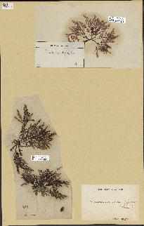 spécimen de Laurencia pinnatifida