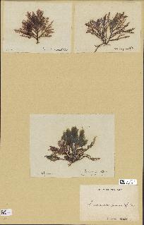 spécimen de Laurencia pinnatifida