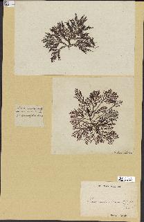 spécimen de Laurencia pinnatifida