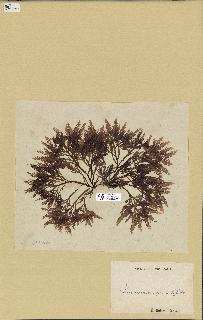 spécimen de Laurencia pinnatifida