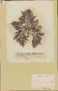 spécimen de Laurencia pinnatifida