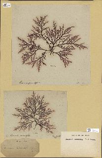 spécimen de Laurencia pinnatifida