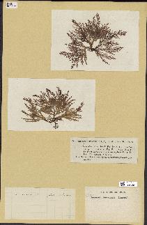 spécimen de Laurencia pinnatifida