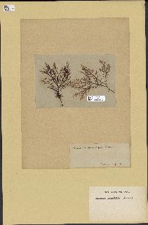 spécimen de Laurencia pinnatifida