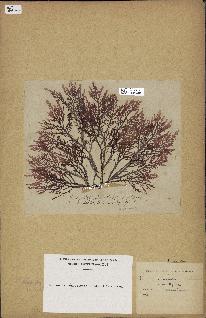 spécimen de Laurencia pinnatifida