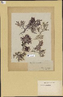 spécimen de Laurencia pinnatifida