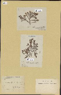spécimen de Laurencia pinnatifida