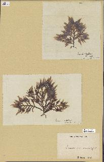 spécimen de Laurencia pinnatifida