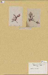 spécimen de Laurencia pinnatifida