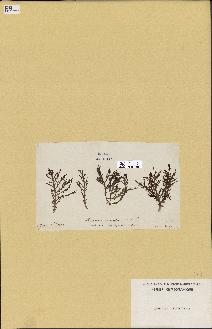 spécimen de Laurencia pinnatifida