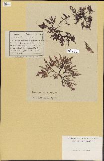 spécimen de Laurencia pinnatifida