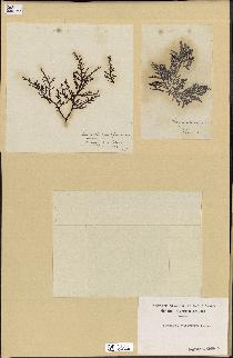 spécimen de Laurencia pinnatifida