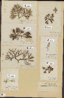 spécimen de Laurencia pinnatifida