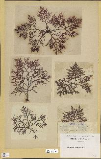 spécimen de Laurencia pinnatifida