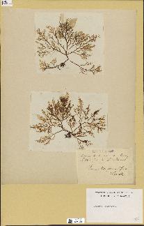 spécimen de Laurencia pinnatifida
