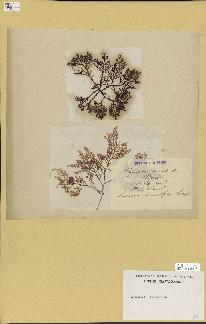spécimen de Laurencia pinnatifida